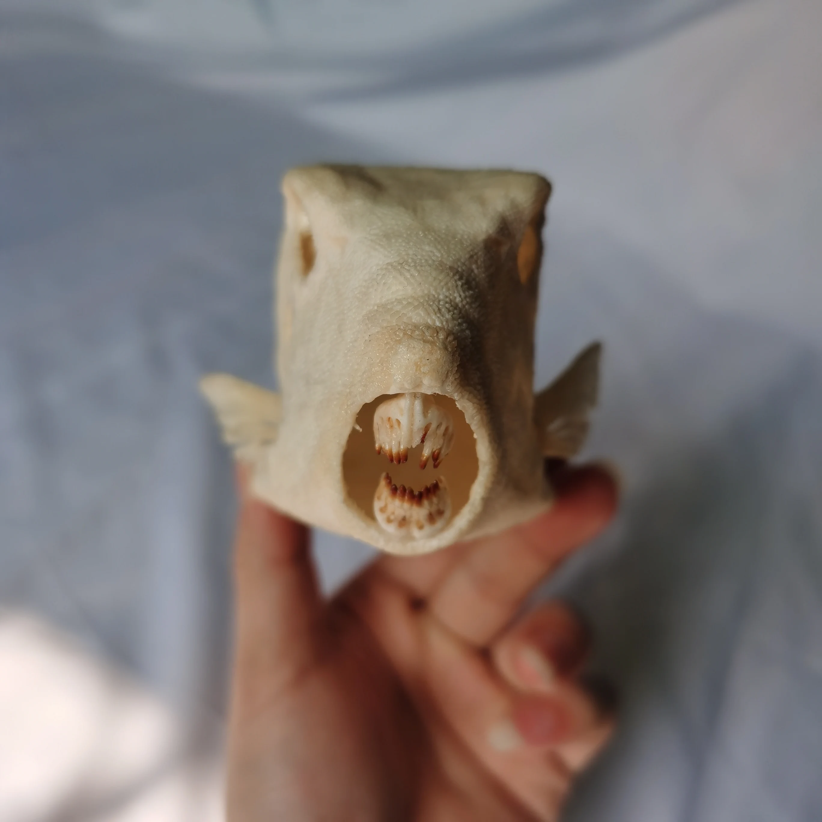 Реалистичные образцы животных Taxidermy самшит скелет ковбой коуб лактория корнута