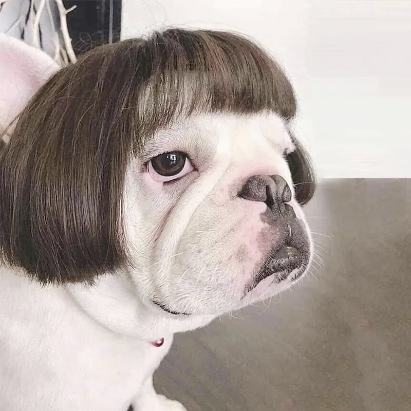 

Funny Dog Cospaly Wig Fake Headgear for Small Dogs Pet Supplies Novel Dog Products Halloween Accessories Pet Mischief Gift