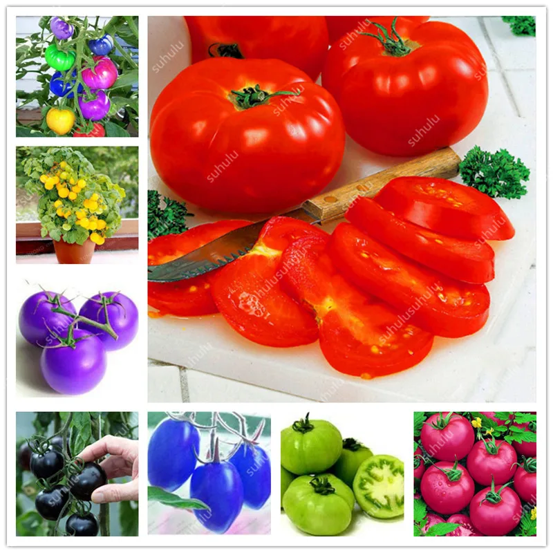 200 шт искусственных томатов |