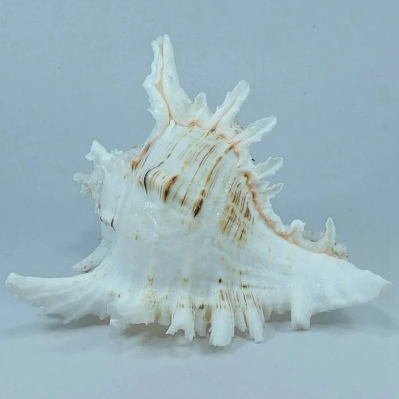 

15-16M Queen Nautical Shells Conch Natural Seashell Beach Ocean Home Decoration 1Pcs