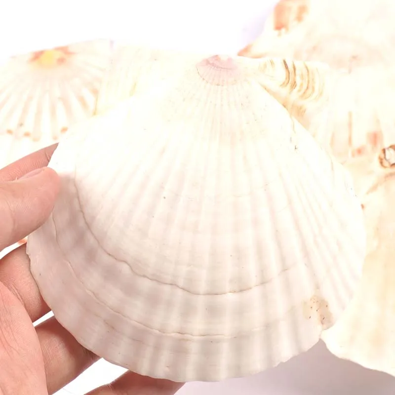 Ракушки морские большого размера 11 см натуральные ракушки пляжные свадебные