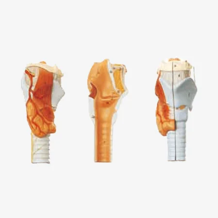 Модель анатомического ларинкса ISO модель горла | Канцтовары для офиса и дома