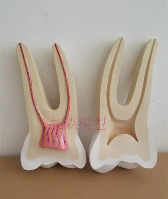 12X human tooth model denture model Anatomical Model free shipping