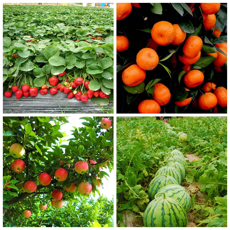 Цитокинин растительные гормоны улучшают Овощной цветок фруктовое дерево