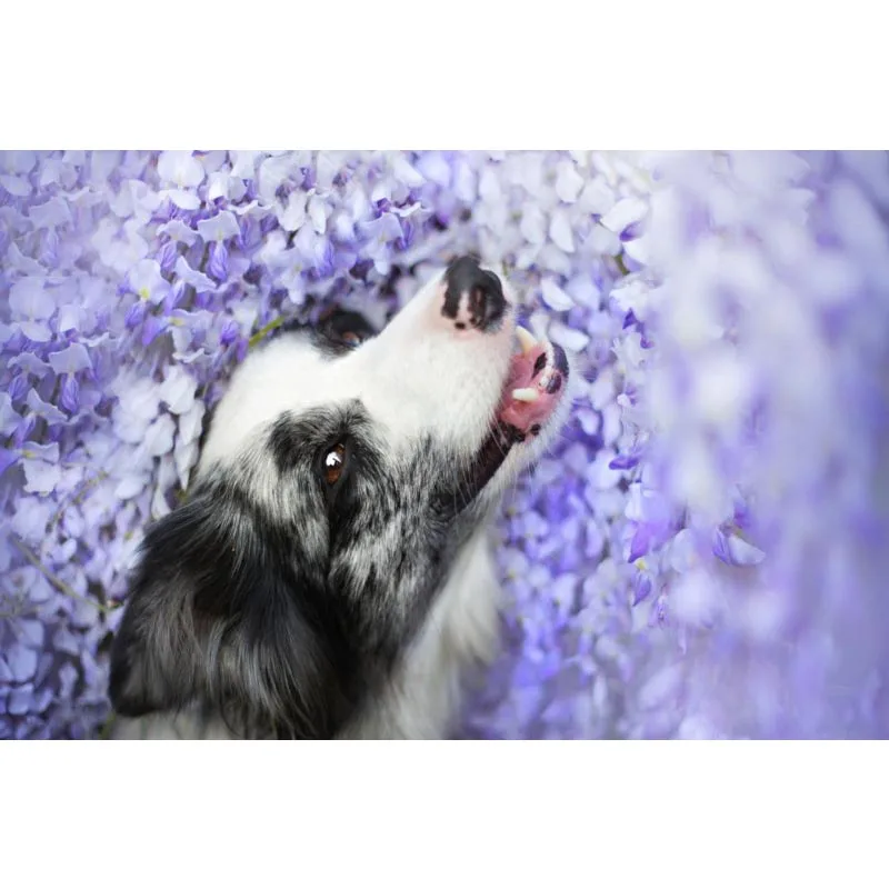 Плакат на стену с принтом собак и чихуахуа 40 х60 см 50 х75 60 х90 | Дом сад