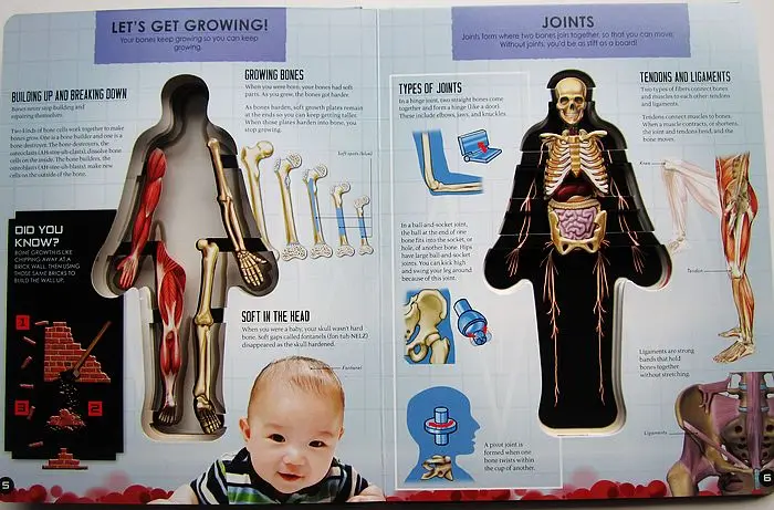 

Inside Out Human Body 3D Picture Book Anatomy of in English Popular Science Book Early Education Book Kid Gift