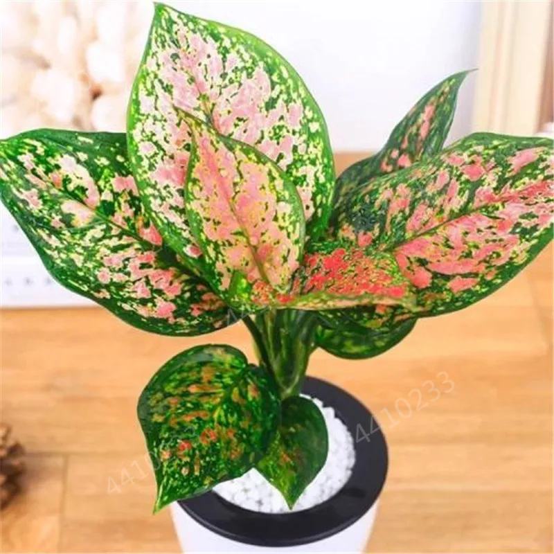 150 шт Искусственный diefffenbachia | Дом и сад