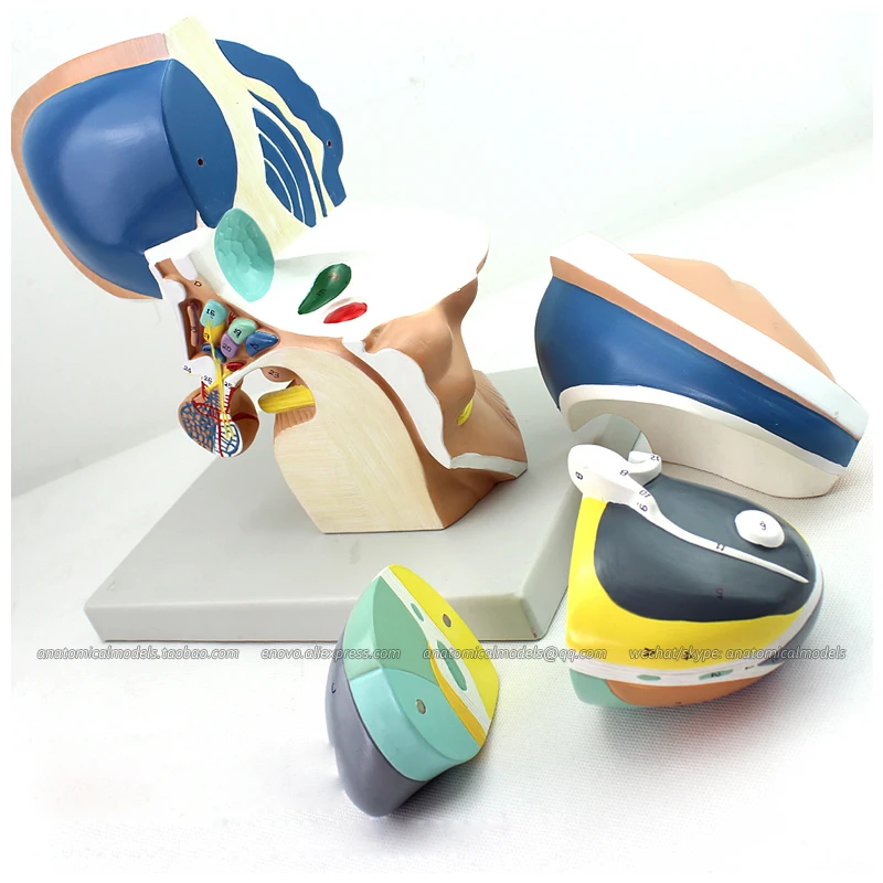 

12411 / Plastic Human Anatomy Brain Diencephalon Model, Medical Science Educational Teaching Anatomical Models
