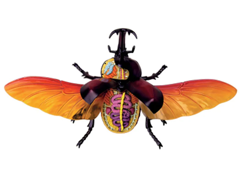 4d риноceros жук анатомия животных Электронная Медицинская обучающая лаборатория