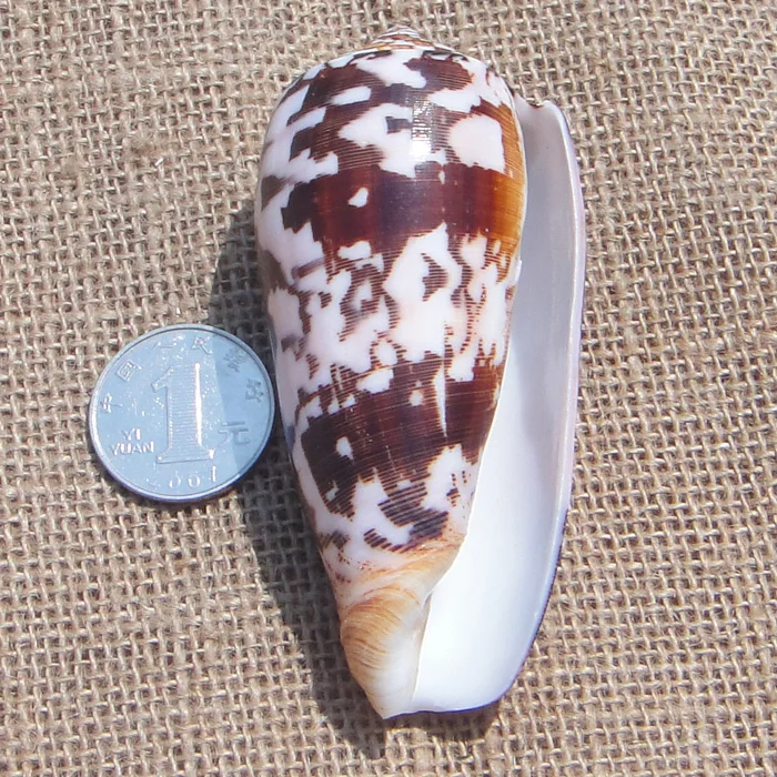 

Раковина из натурального черного цветка, около 7-8 см, раковина, Морская звезда, аквариумная платформа, украшение для свадебного подарка