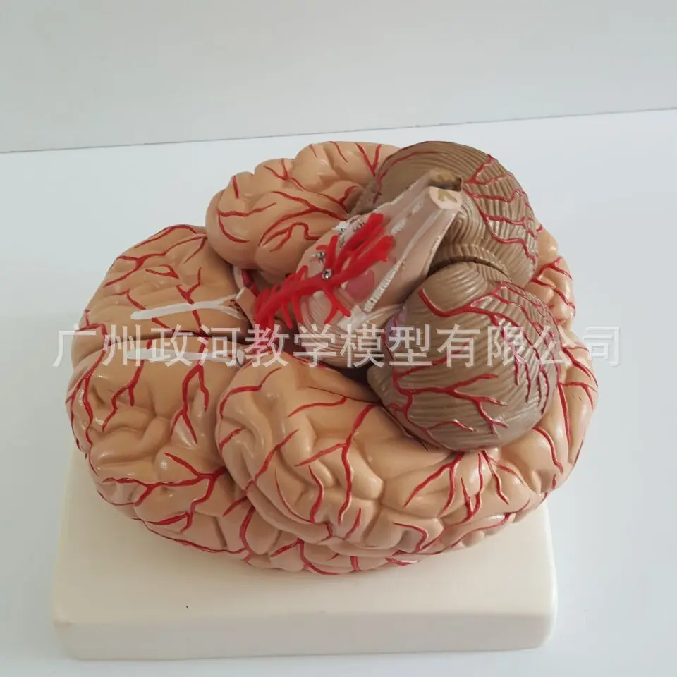 Человеческий мозг мозговая артерия черепа нерв анатомия модель нейрология