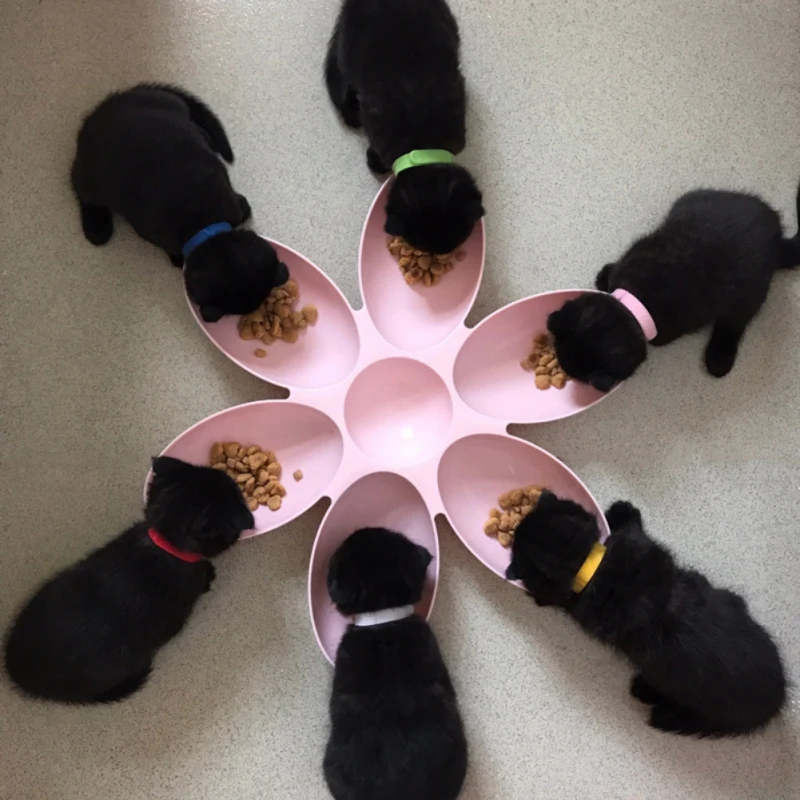 6 in 1 Petal Shape Bowl for Water or Food For Pet Image