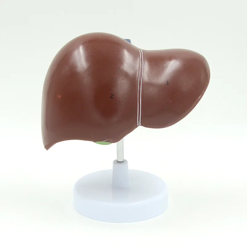 Life Size Liver with Gall Bladder Human Liver Anatomy Model Educational Equipment Medical Sciences Anatomical Tool liver pancreas and duodenum model liver anatomical model