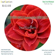 9 Ngryise 5 шт. набор Hippeastrum rutilum Amaryllis - Цвет: 9