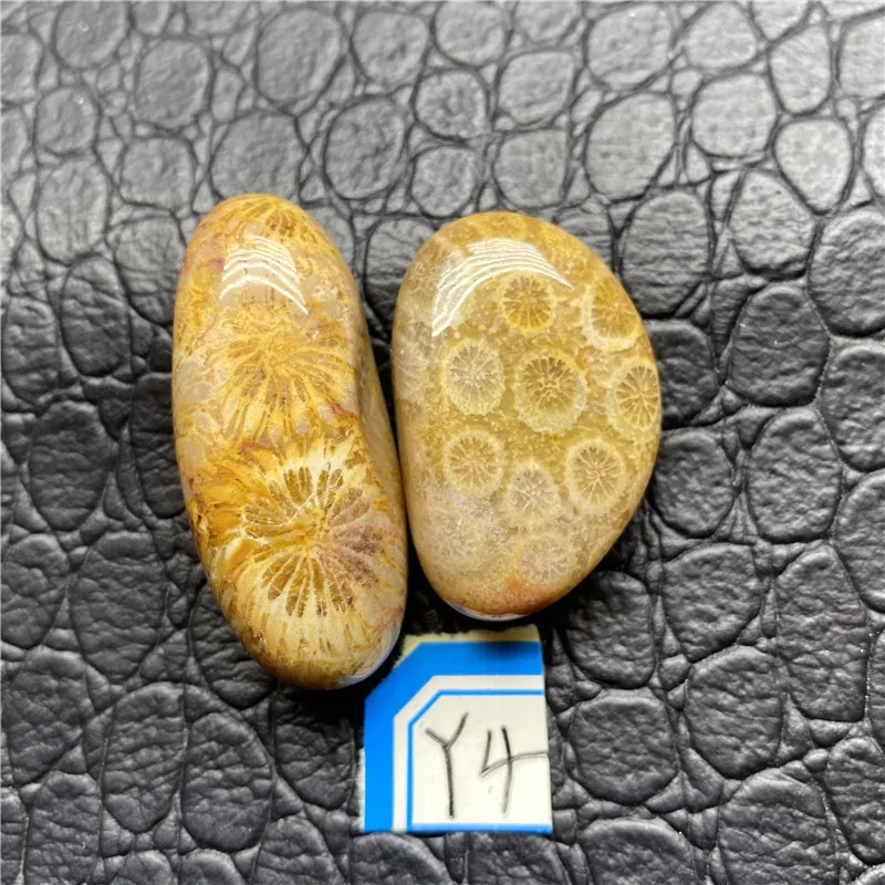 

Corallite Fossil Minerals Natural mini- Crystal Chakras Stone Energy Healing