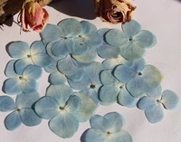 120pcs pressed dried hydrangea flower for epoxy resin jewelry making postcard frame phone case craft diy