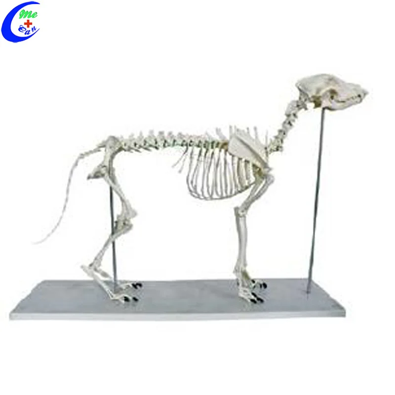 

Plastic Cat Animal Skeleton Models