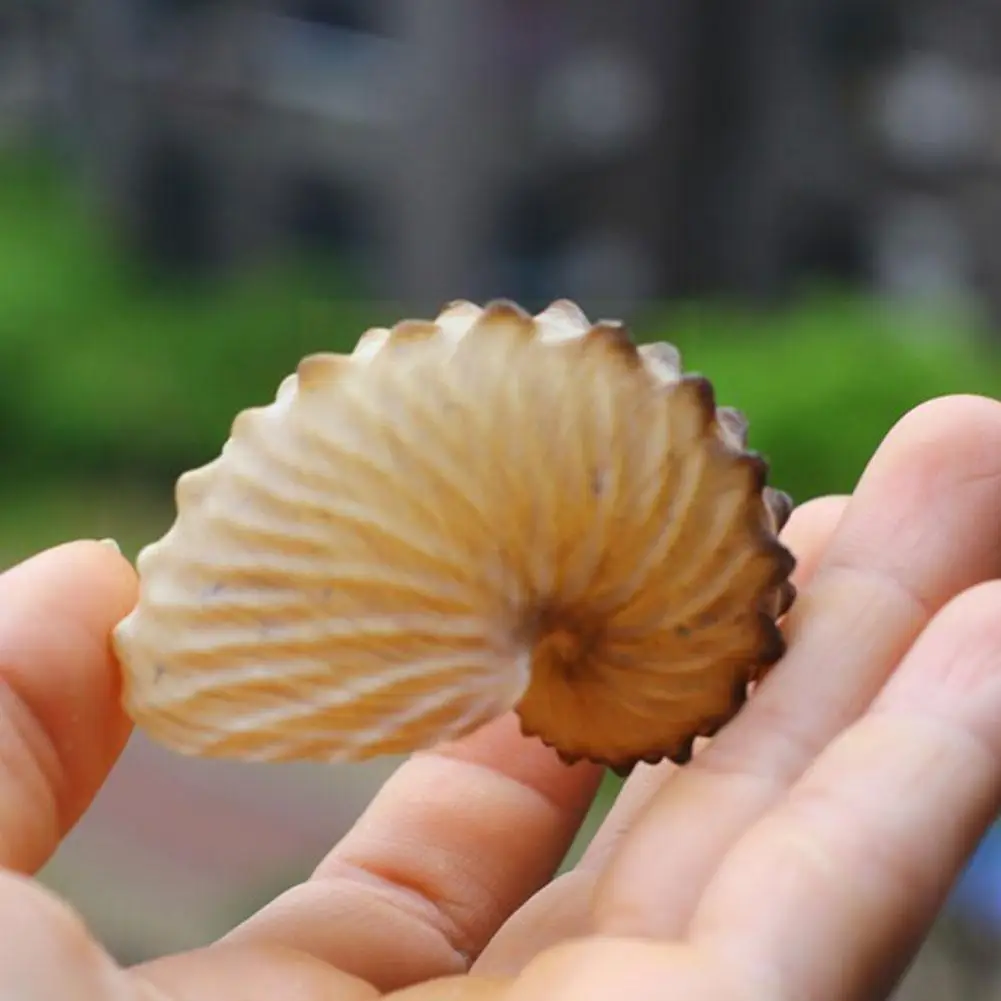 

5 см природный раковины морские террасы Украшение стен Коралл Осьминог подарки S Улитка Раковины образцы коллекция морской Лар N3c6