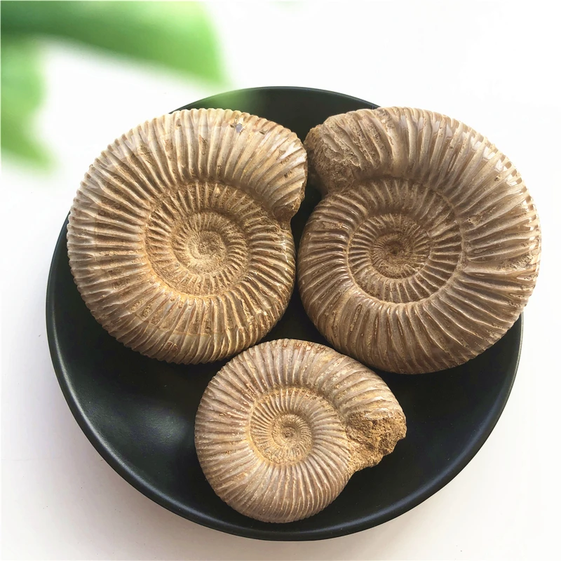1 шт. натуральный Палеонтологический Fossil Ammonoid минеральный геологический учебный образец Коллекция украшения