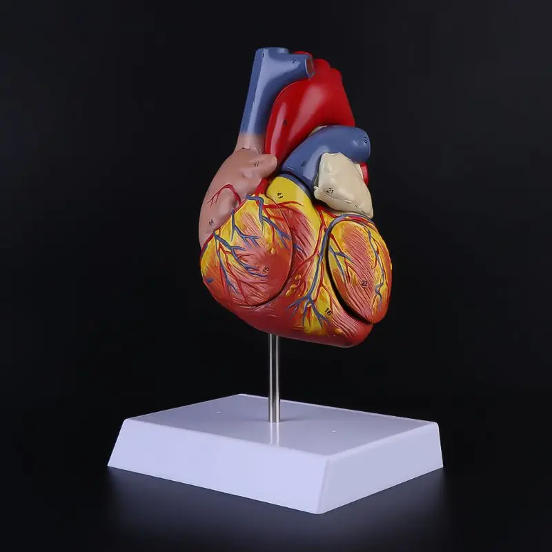 

Disassembled Anatomical Human Heart Model Anatomy Viscera Organs Teaching Resource Tool