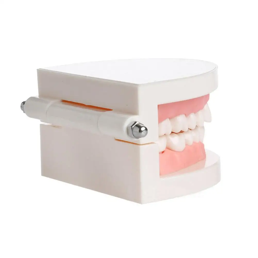 Стоматологическая искусственная Десна стандартная модель зубов Audlts медицинский