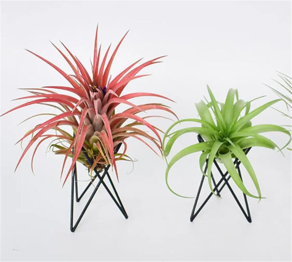 Держатель для растений 10 шт./лот основание тилландсии Современная