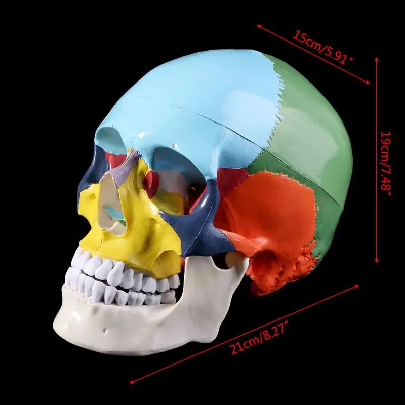 

Life Size Colorful Human Skull Model Anatomical Anatomy Medical Teaching Skeleton Head Studying Teaching Supplies