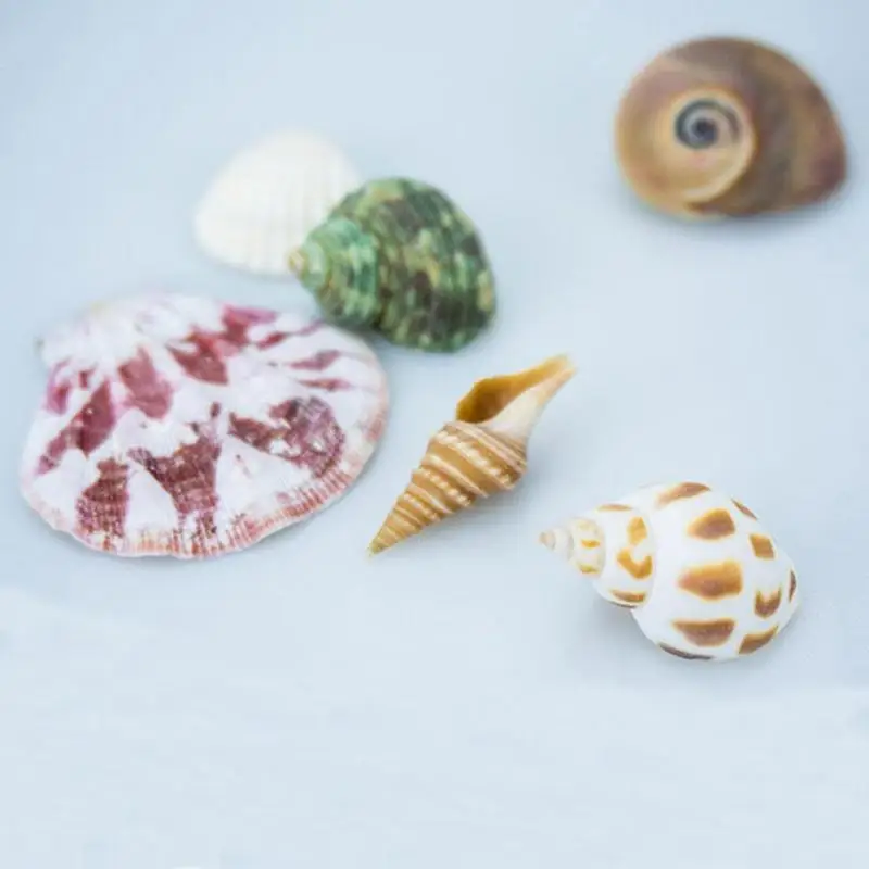 1 сумка естественное сочетание Аквариум Пляж морской DIY ракушками Смешанные