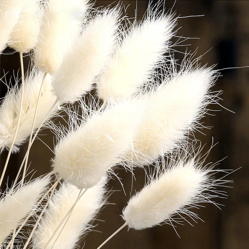 30 шт. сушеные цветы зайчик хвост трава натуральные растения Цветочный Кролик