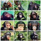 HUACAN алмазная вышивка обезьяна картины на стену мозаика животные подарок ручной работы