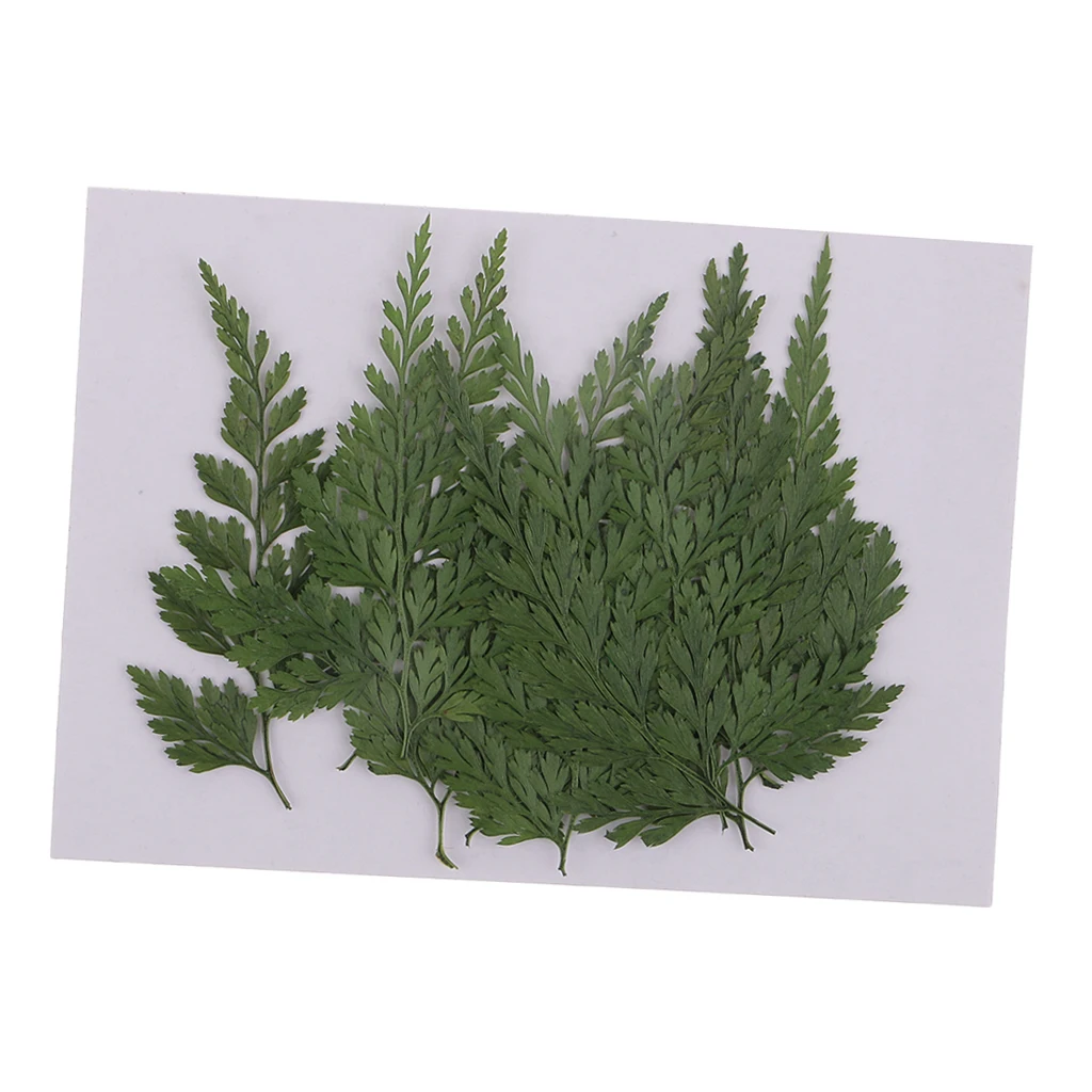 12 шт. прессованный высушенный цветы Сухой листья папоротника для DIY Искусство