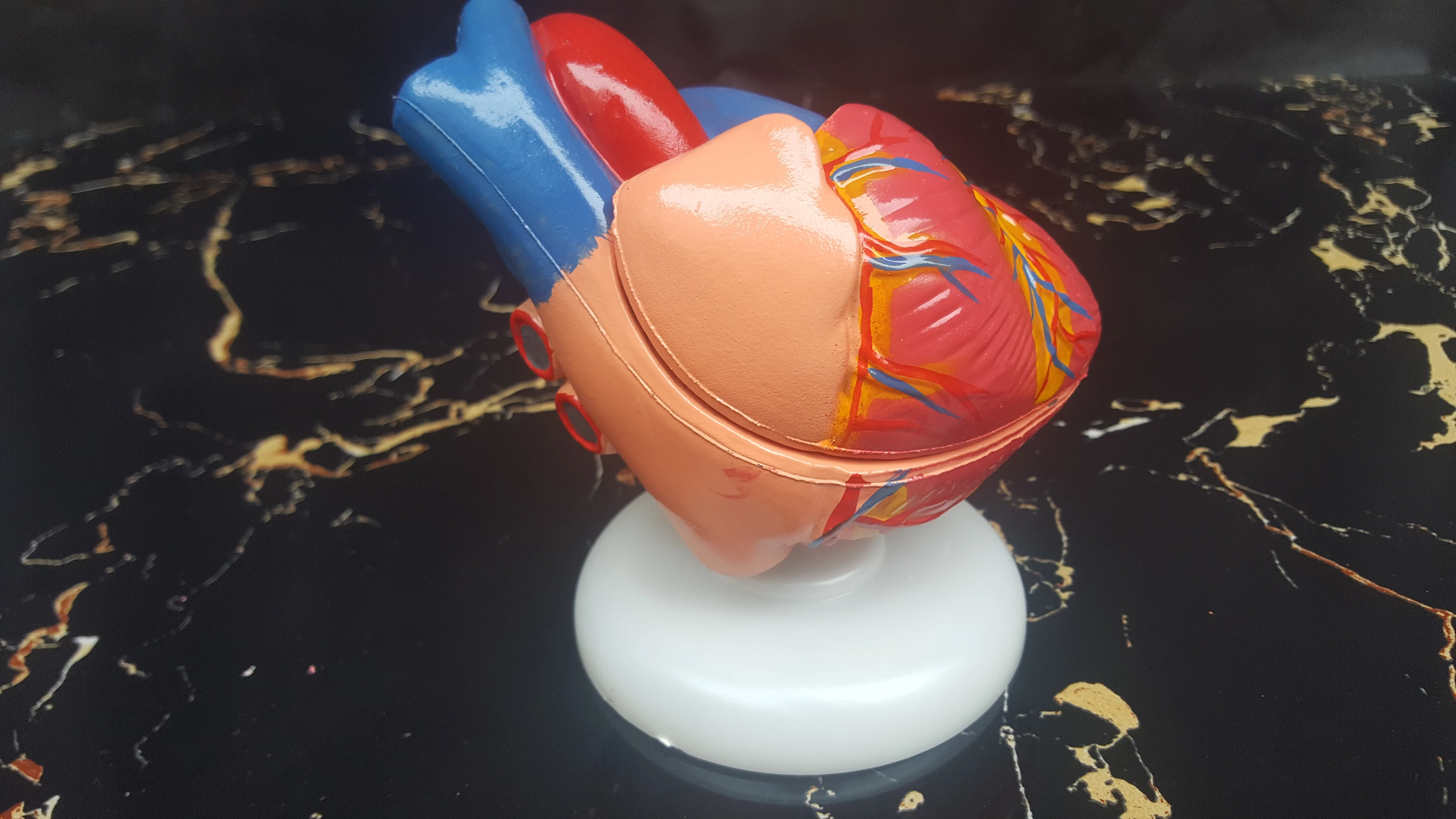 

1:1 в натуральную величину Медицина Медицинский желудочно-кишечный анатомическая модель сердце hunman развивающие игрушки модель сердца челов...