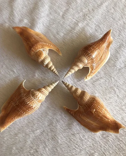 

10-15 cm natural super large golden axe snail collection
