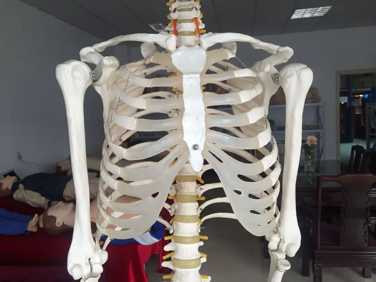 Шиньон 180 см жизнь Размеры модель скелета человека для медицинские товары