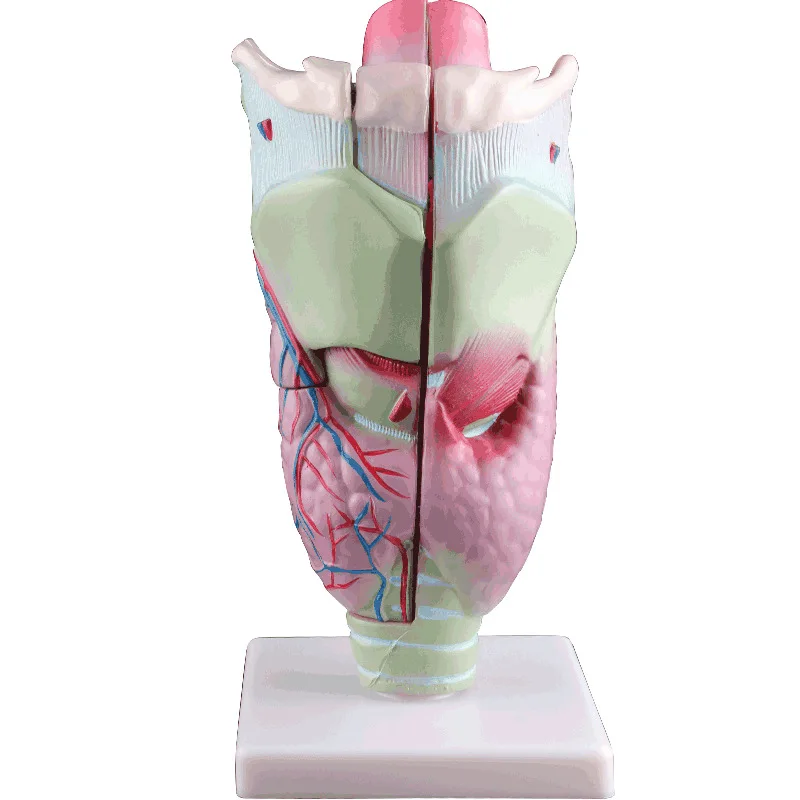 Увеличенная человеческая ларингеальная анатомическая модель имитация съемного