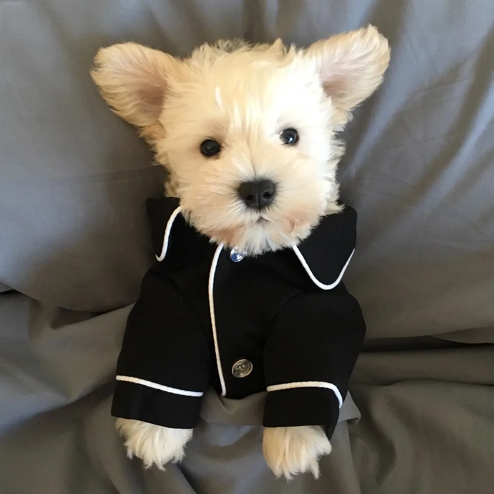 1 шт. кошка собачья одежда собаки комбинезон модные пижамы Ropa Perro для собак Чихуахуа Одежда для маленьких собак Комбинезоны для домашних животных Бульдог