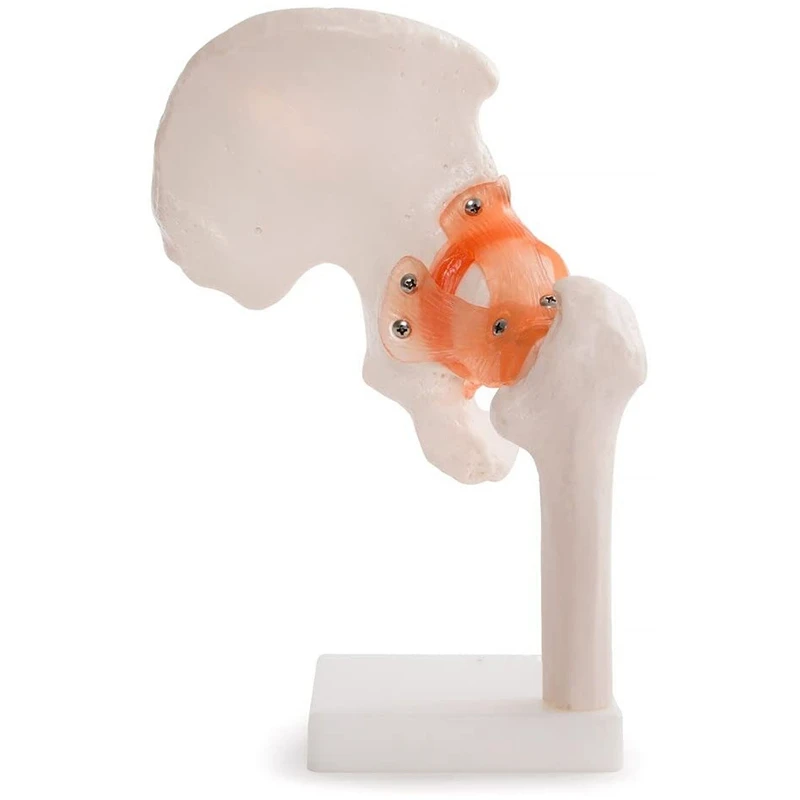 Жизненный размер анатомическая модель тазобедренного сустава человеческий