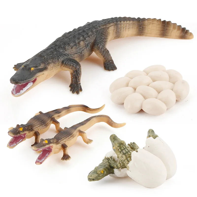 

Simulation Wildlife Amphibian Animal Model Crocodile Growth Cycle Figurines Collection Science Educational Toy Nature Props