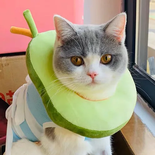 

Cat Collar Pet Collar Avocado Bagel Cat Pet Headgear Anti-lick ring kitten collar puppy accessories Cat Accessories Pet