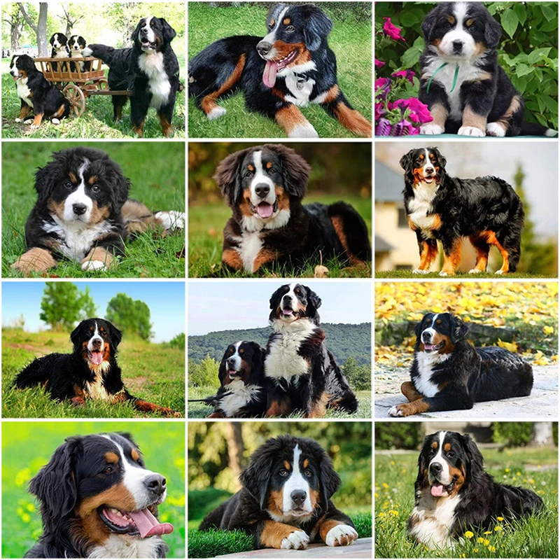 

DIY 5D Diamond Painting Bernese Mountain Dog Diamond Embroidered Cross Stitch Kit Animal Mosaic Full Round Rhinestone Decor Home