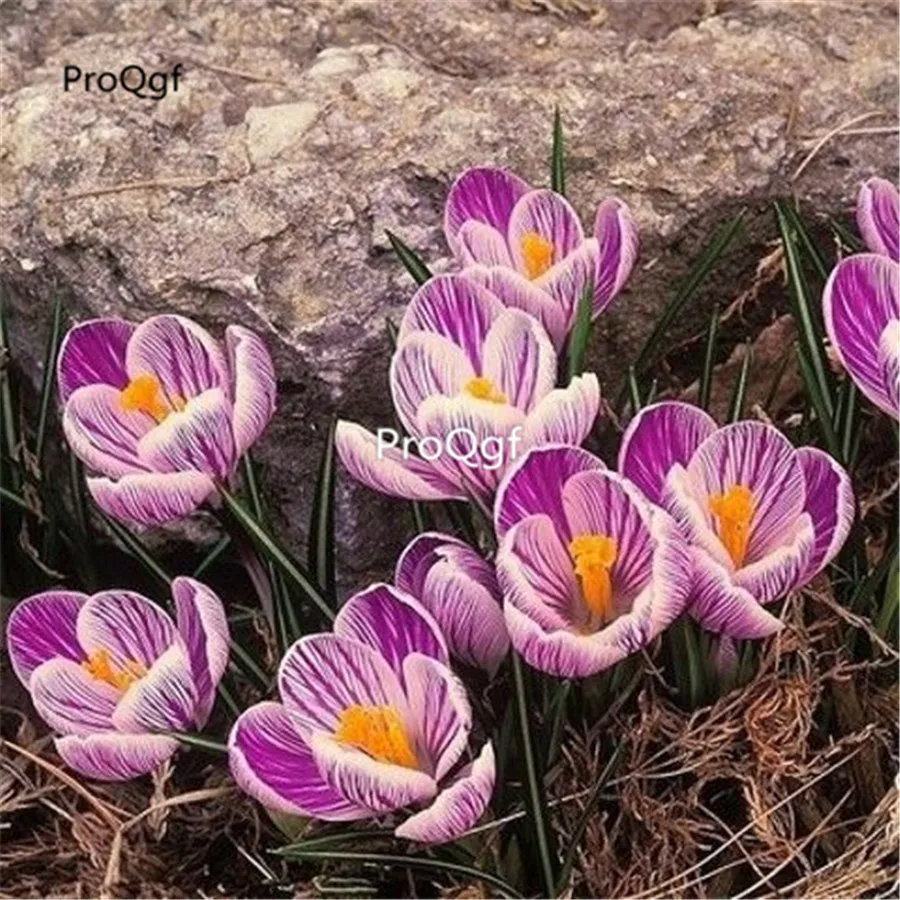 6 Ngryise 10 шт. в комплекте - Color: 6
