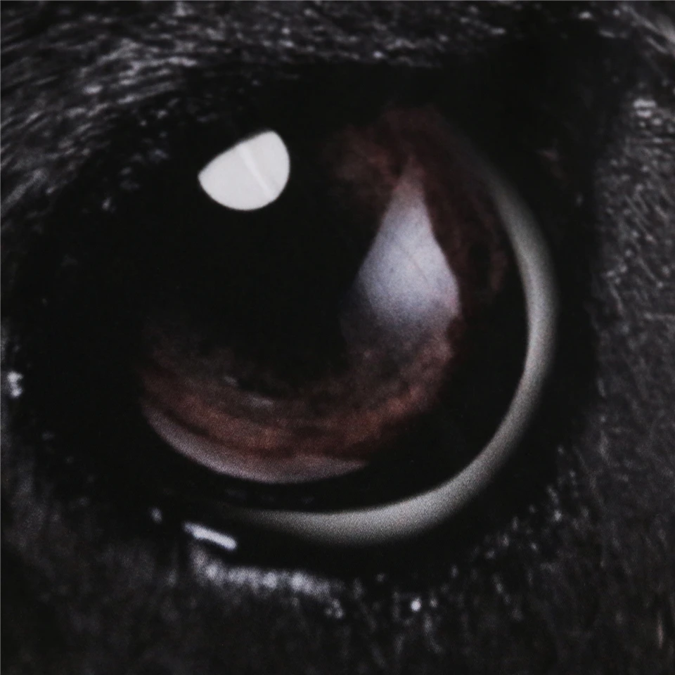 Комплект постельного белья с принтом бульдог 3 предмета|Комплекты белья| |