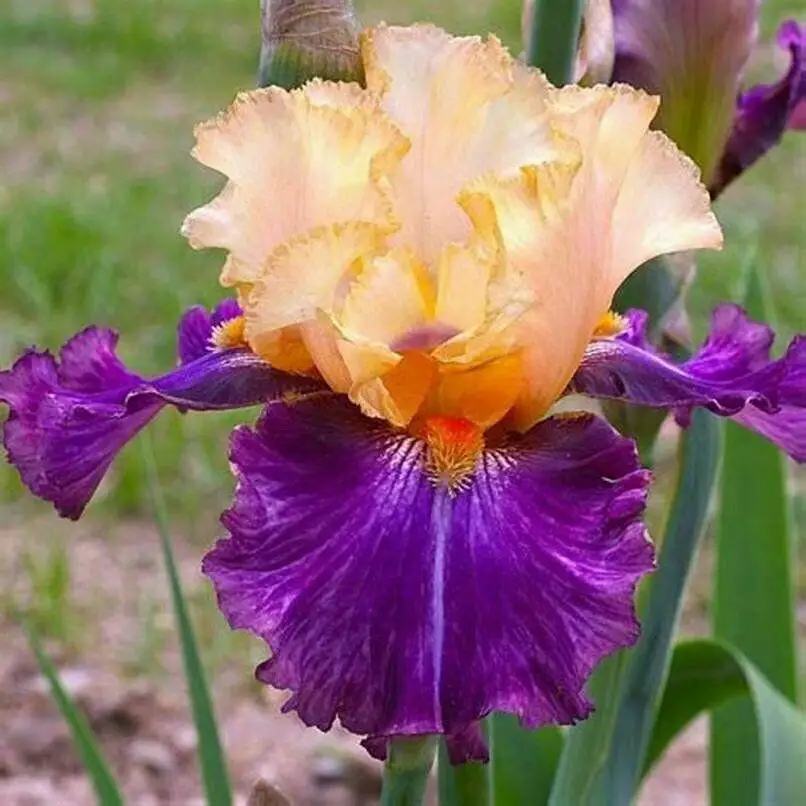 

10 Iris Bulb Perennial Strong Roots Greening Hardy Decoration Rare Species Easy To Lovely Perennial Home Garden