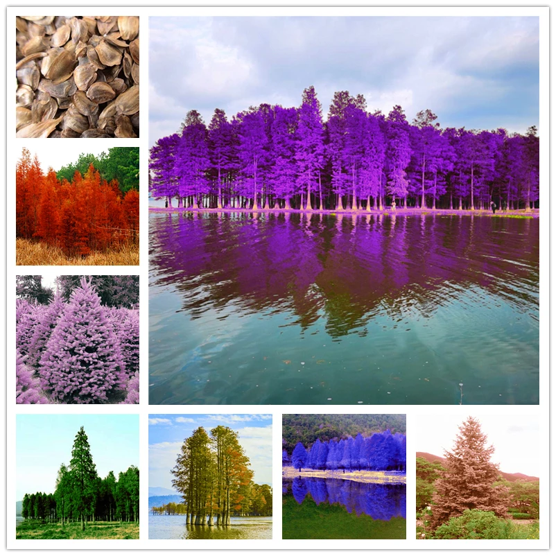 

30Pcs/Pack Blue Abies Fargesii Seeds Nature Plants Colourful Cedar Bathroom Cabinet Fir Trees Wood Furniture CL9-Z