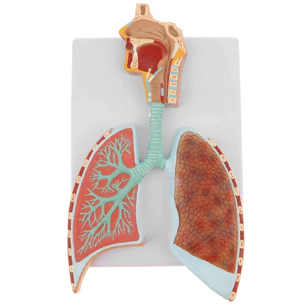 

Human Respiratory System Anatomical Model Life Size Respiratory System Model-Longitudinal Section of Head Throat and Lungs