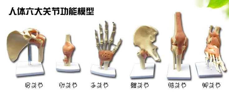 1:1 натуральный размер человеческие ноги суставы голеностопные модель костной
