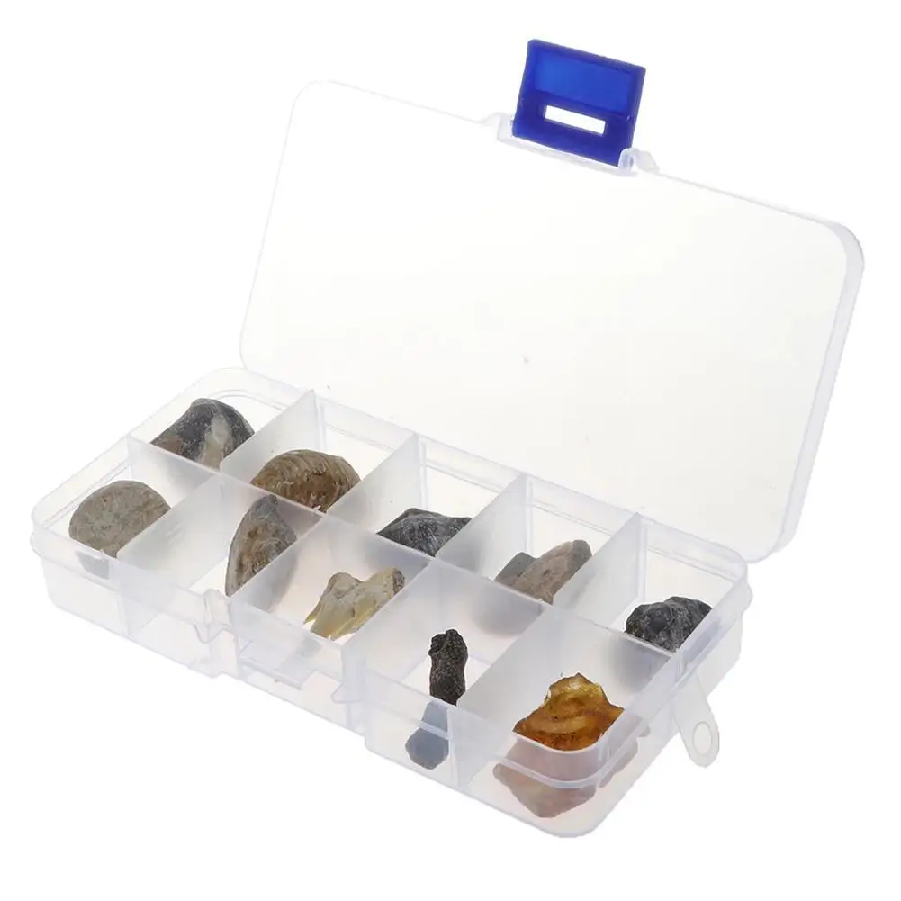 

Natural Specimen Spotted Snail Trilobite Amber Windowless Paleontological Gift Original Collection Stone Kistler Shells