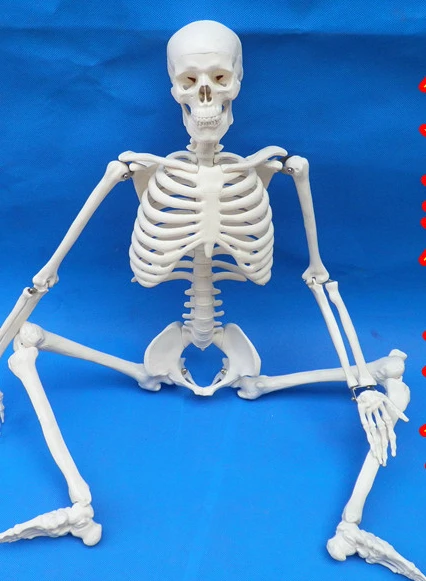 free shipping New arrival 85cm human skeleton model human model pvc skeleton model