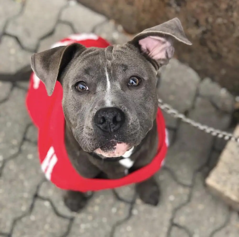 Одежда для маленьких и средних собак теплое зимнее пальто щенков куртка