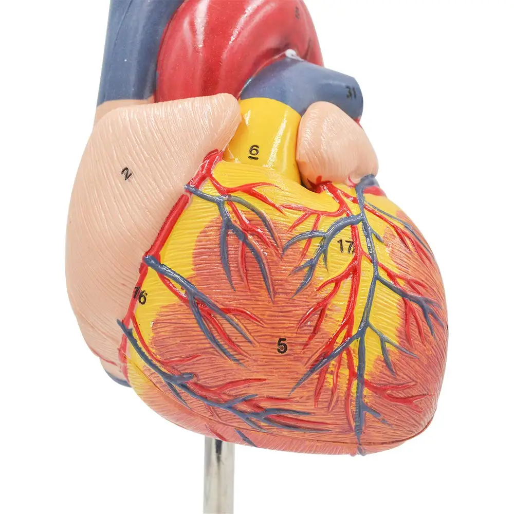 1:1 Human Heart Model Life Size Cardiac Anatomical Teaching Models for Science Classroom and Cardiology Study |